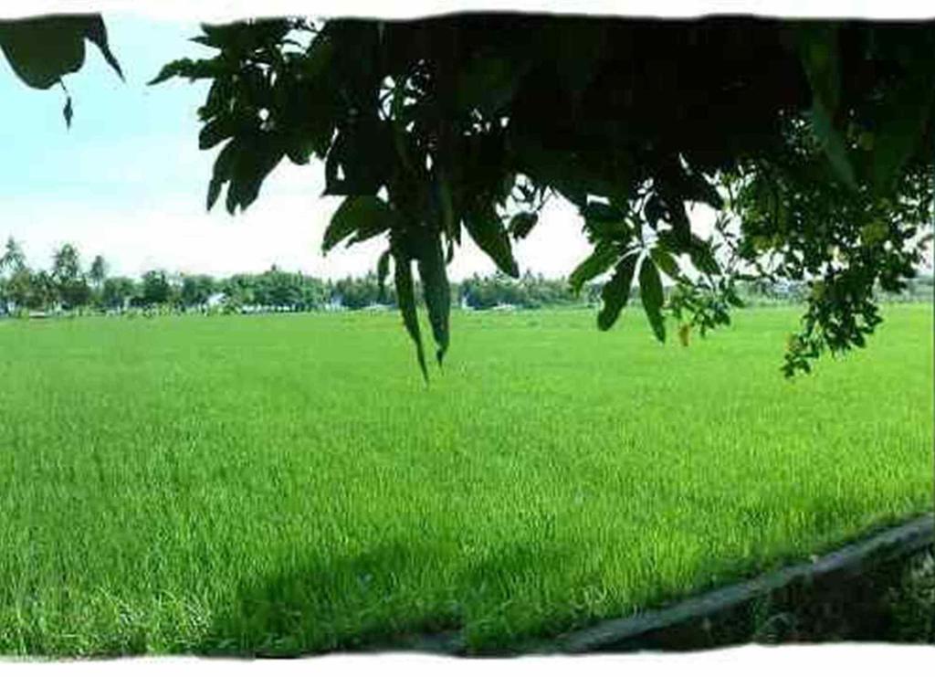 Sawah Lovina Hotel Bagian luar foto