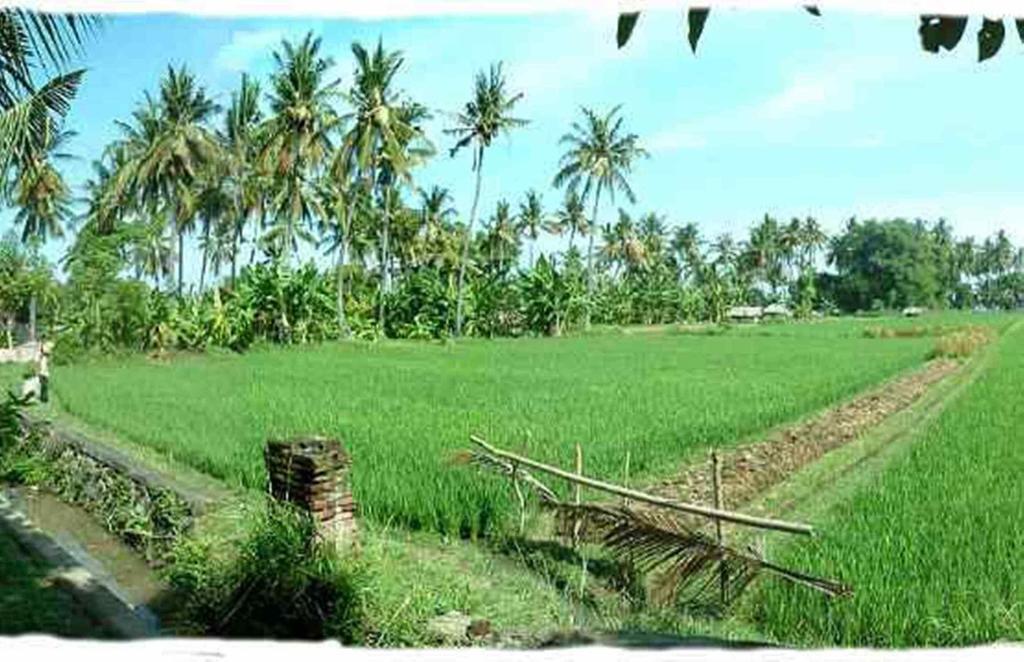 Sawah Lovina Hotel Bagian luar foto